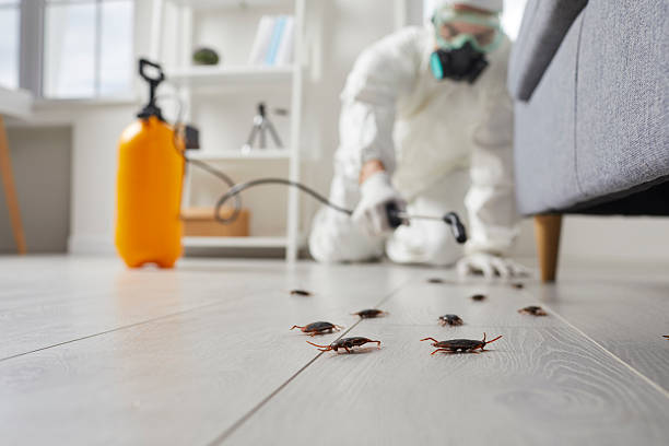 Commercial Kitchen Cockroach Control in West Yellowstone